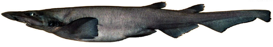 Apristurus laurussoni_05i.jpg